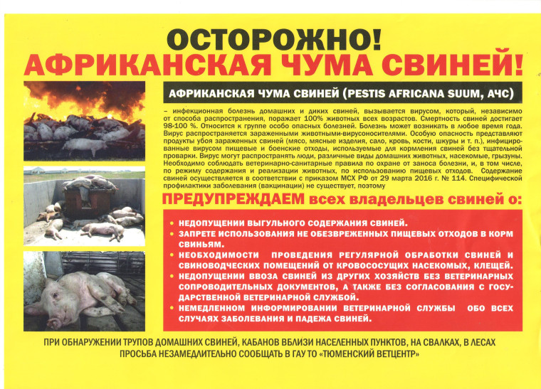 Африканская чума. Африканская чума.